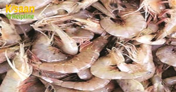 जापान भारत से ब्लैक टाइगर झींगा निर्यात के लिए निरीक्षण मानदंड में ढील देना का फैसला किया